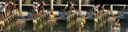 Leander2000_0227_swim_sm.jpg